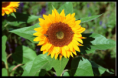 /album/fotogaleria/a473-standard-large-png/